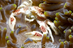 Crab on the lookout by Barbara Schilling 